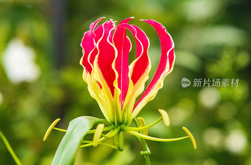 英国伦敦的“火焰百合”Gloriosa Rothschildiana